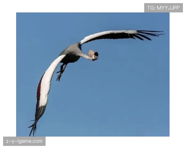 乌干达鹤军团国际赛场再创佳绩,强势表现引关注 乌干达鹤军团国际赛场再创佳绩,强势表现引关注